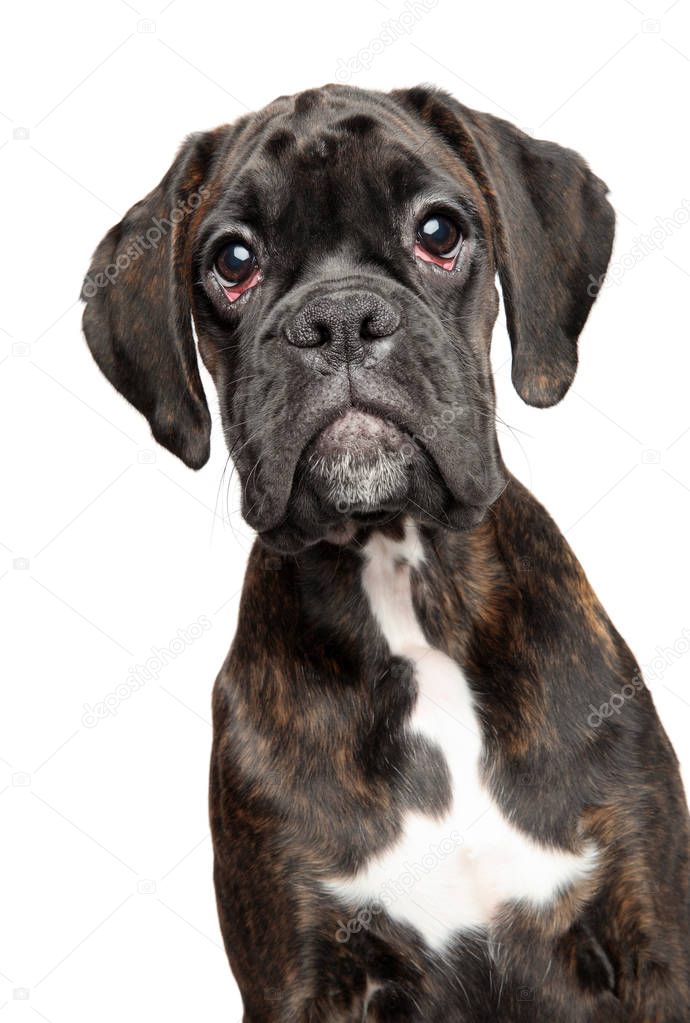 Funny portrait of a beautiful young black German Boxer dog, isolated on white background. Animal themes