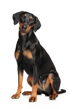 Çok güzel Alman Pinscher beyaz arka plan üzerinde oturuyor. Animal Temalar