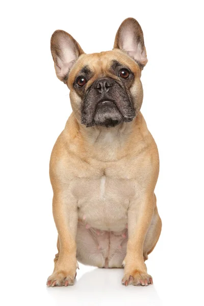 Retrato Jovem Bulldog Francês Sobre Fundo Branco Temas Animais — Fotografia de Stock