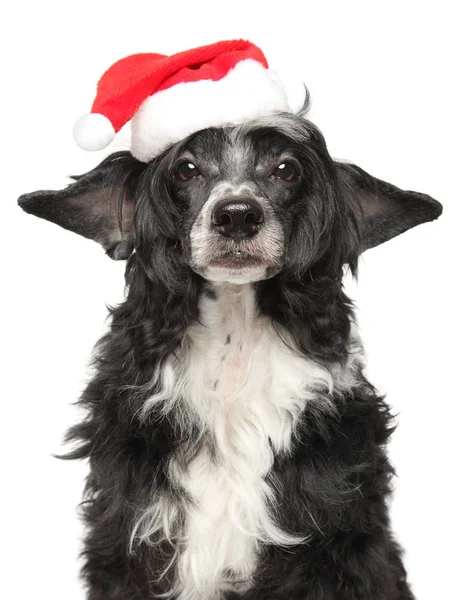 Sorgliga Kinesisk Nakenhund Hund Santa Röd Hatt Isolerad Vit Bakgrund — Stockfoto