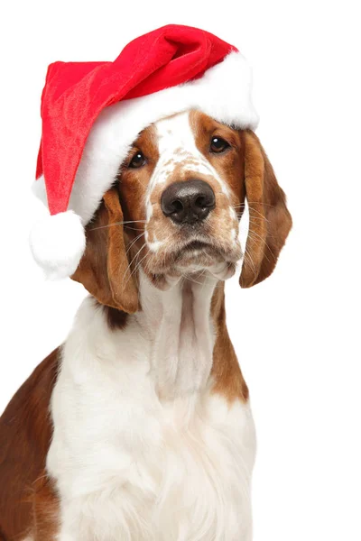 Porträtt Ung Springer Spaniel Santa Red Hat Vit Bakgrund Djur — Stockfoto