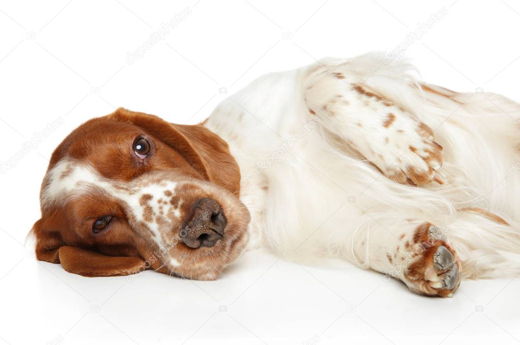 Tired Springer Spaniel resting in front of white background