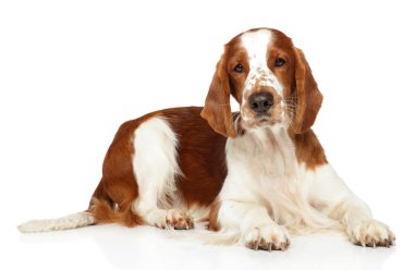 Springer Spaniel beyaz bir arka plan üzerinde dinlenme yatıyor. Animal Temalar