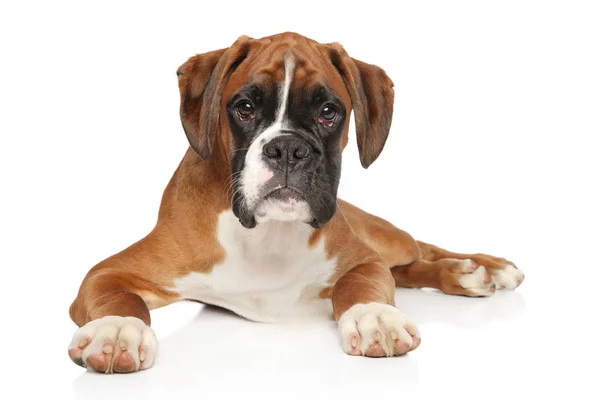 Retrato Belo Cachorro Boxer Alemão Fundo Branco Temas Animais — Fotografia de Stock