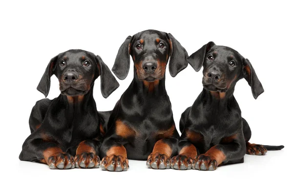 Een Groep Van Jonge Pups Dobermann Pinscher Liggen Een Witte — Stockfoto