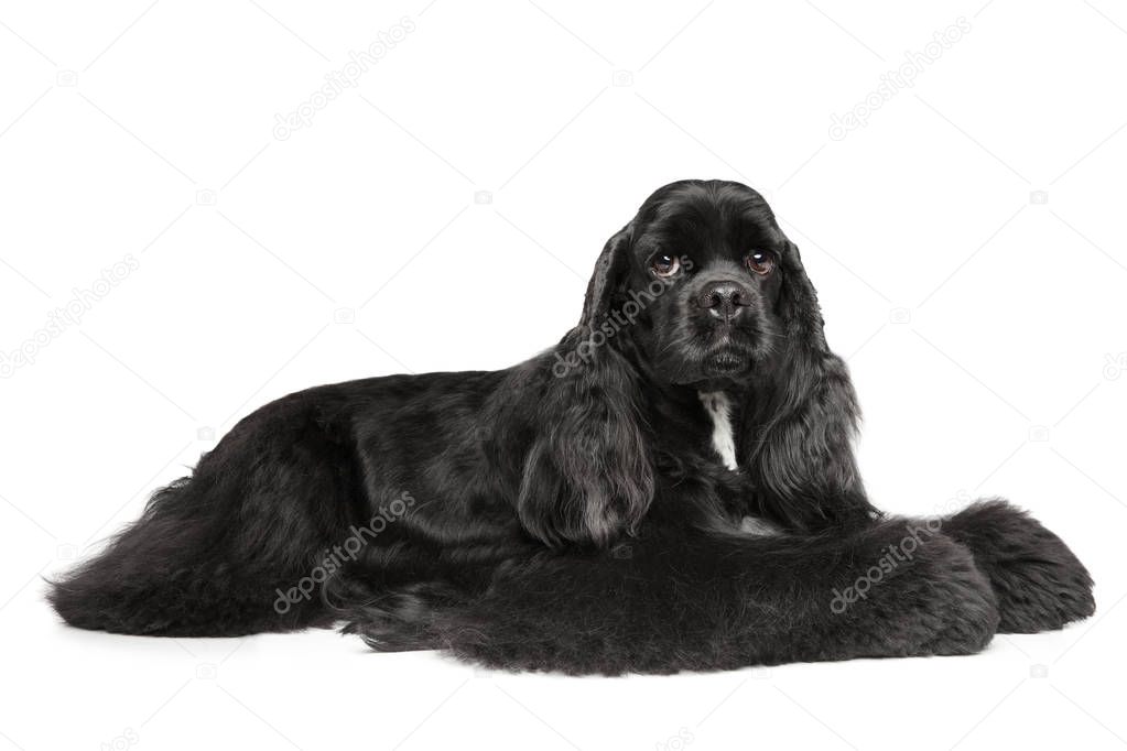 American Cocker Spaniel graceful lying in front of white background. Animal themes