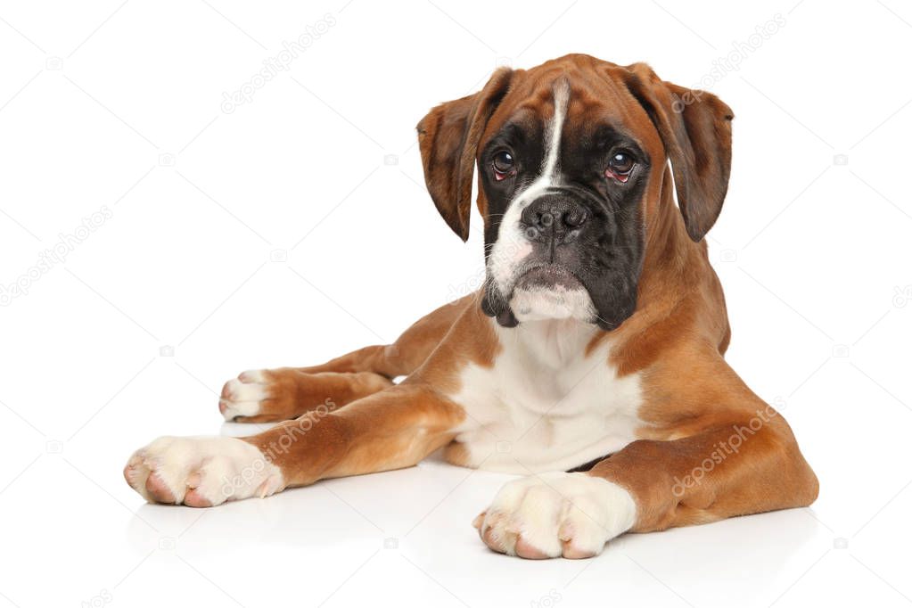 Beautiful German Boxer puppy lying down in front of white background. Animal themes