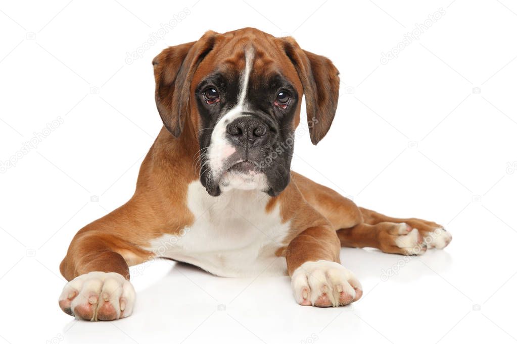 Portrait of beautiful German Boxer puppy on white background. Animal themes