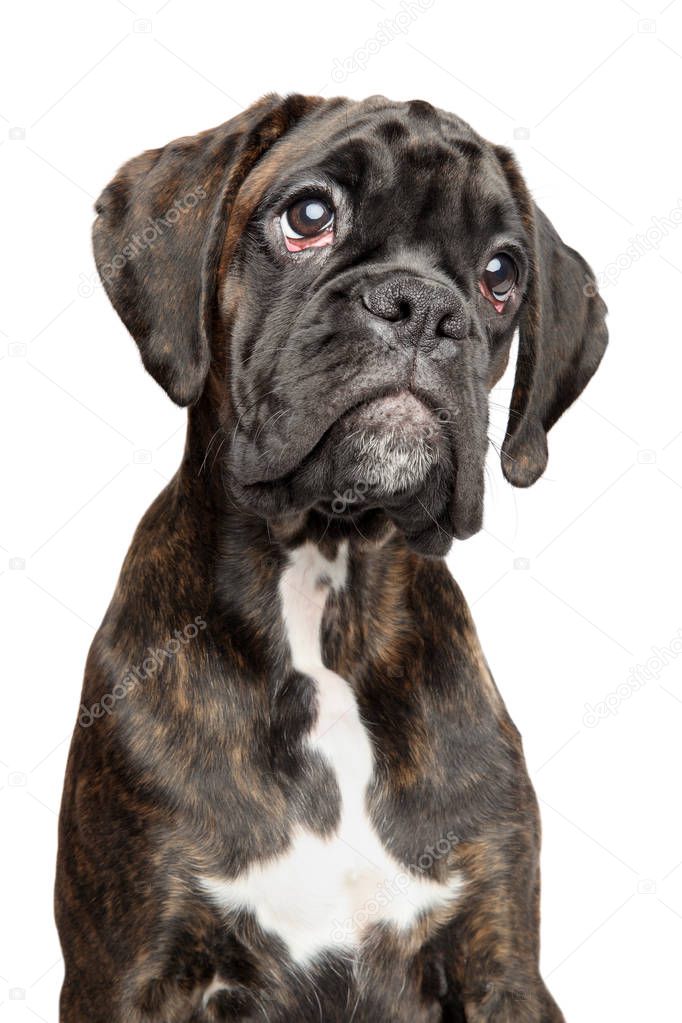 Portrait of sad young German Boxer dog, isolated on white background. Baby animal theme
