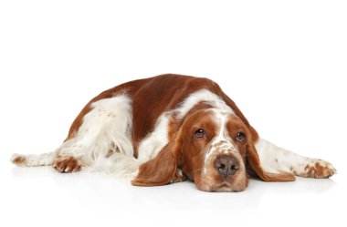 Springer Spaniel beyaz arka plan üzerinde dinlenme