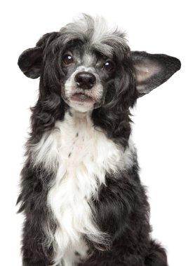Üzücü bir Çin tepeli köpek portresi