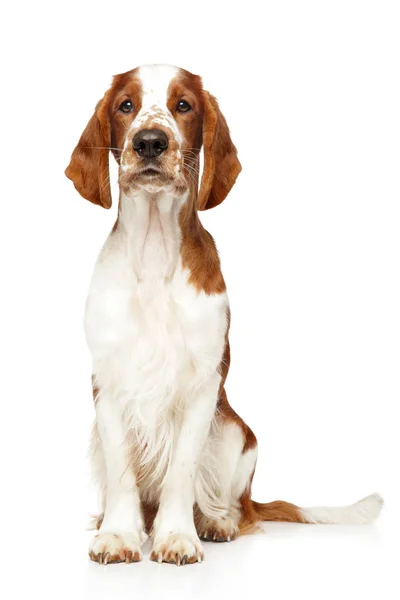 Welsh Springer Spaniel on white background — Stock Photo, Image