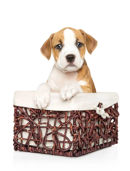 Cute Amstaff puppy in wicker basket on white — Stock Photo, Image