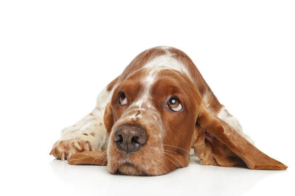 Sad Welsh Springer Spaniel lying