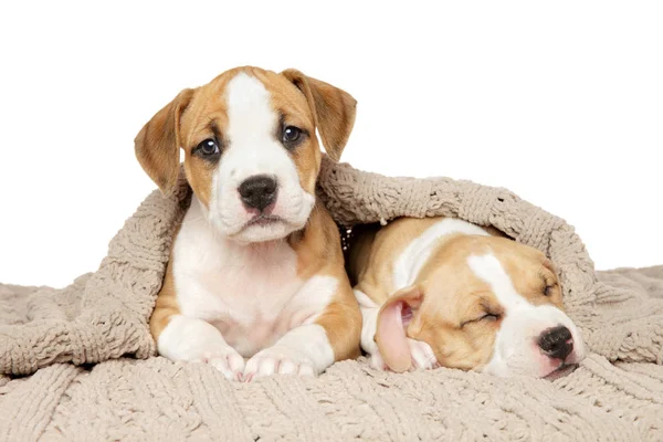 Twee Amerikaanse Staffordshire Terriër Pups Onder Een Deken Een Witte — Stockfoto