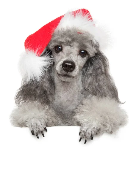 Poedel Pup Rode Kerstmuts Close Portret Boven Banner Geïsoleerd Witte — Stockfoto