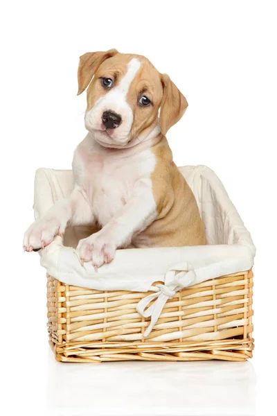 Amstaff puppy in wicker basket on white — Stock Photo, Image