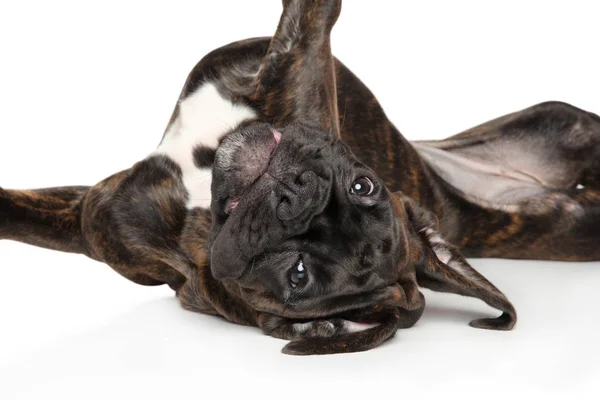 Boxer cão deitado de cabeça para baixo em suas costas — Fotografia de Stock