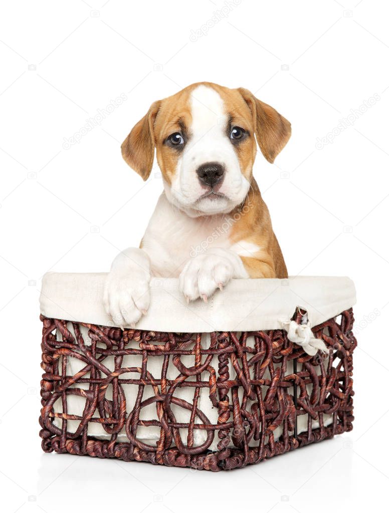 Cute Amstaff puppy in wicker basket on white