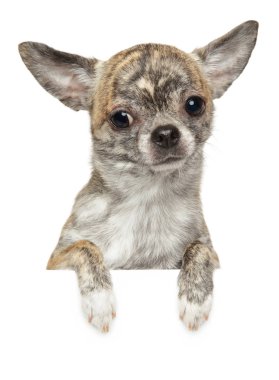 Sevimli Chihuahua köpek afiş, beyaz arka plan üzerinde izole yukarıda. Bebek hayvan Tema