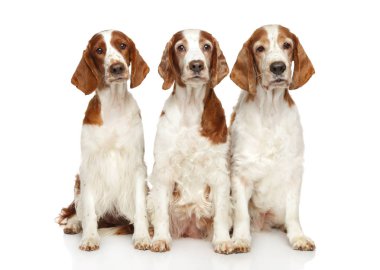 Şirin Galce Springer Spaniel beyaz arka plan önünde poz. Animal Temalar