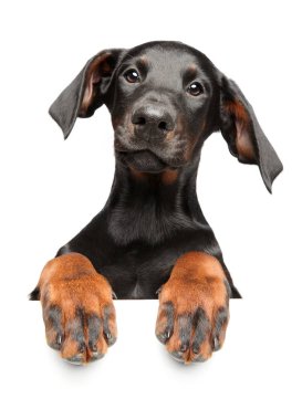 Sevimli genç Doberman Pinscher, afiş, beyaz arka plan üzerinde izole yukarıda. Önden görünüm