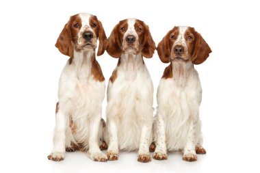 Beyaz zemin üzerinde üç Galce Springer Spaniel. Animal Temalar