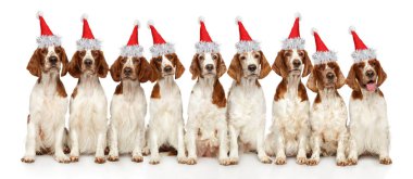 Beyaz zemin üzerine kırmızı Santa şapkalar Galce Springer Spaniel grubunda. Noel hayvan Tema