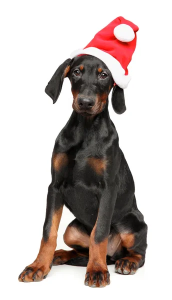 Немецкий Пинчер Красной Шляпе Белом Заднем Плане Рождественские Животные — стоковое фото