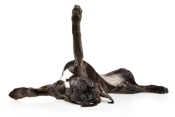 Боксерський Собака Витончений Лежить Догори Ногами Спині Білому Тлі Тема — стокове фото