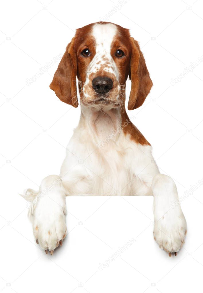 Portrait of a young Springer Spaniel above banner, isolated on white background. Animal themes