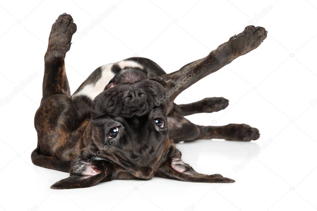 Boxer dog lying upside down on his back on a white background. Baby animal theme