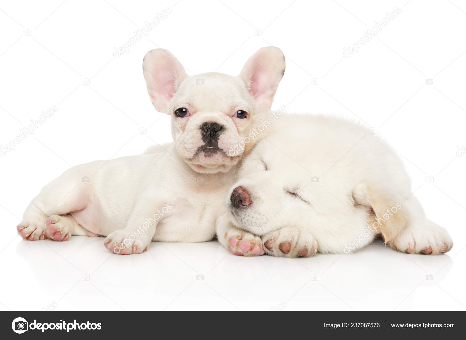 フレンチブルドッグ【岡山県・女の子・2025年12月10日・クリーム】【生まれました！】鼻ぺちゃ界のスーパースター！｜みんなのブリーダー（子犬 ID：2512-06514）, image size:1600x1167