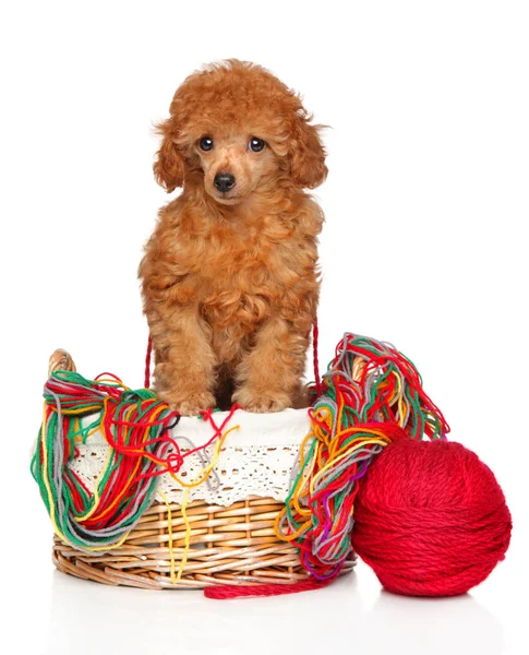 Toy Poodle Puppy Wicker Basket Ball Thread Posing White Background — Stock Photo, Image