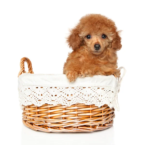 Retrato Cachorro Juguete Rojo Sobre Fondo Blanco Tema Bebé Animal — Foto de Stock