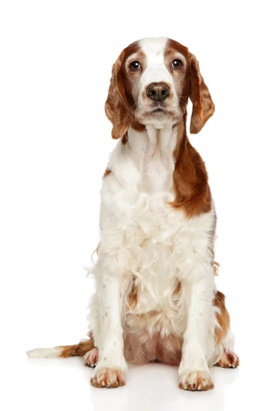 Welsh Springer Spaniel Cão Senta Fundo Branco Temas Animais — Fotografia de Stock