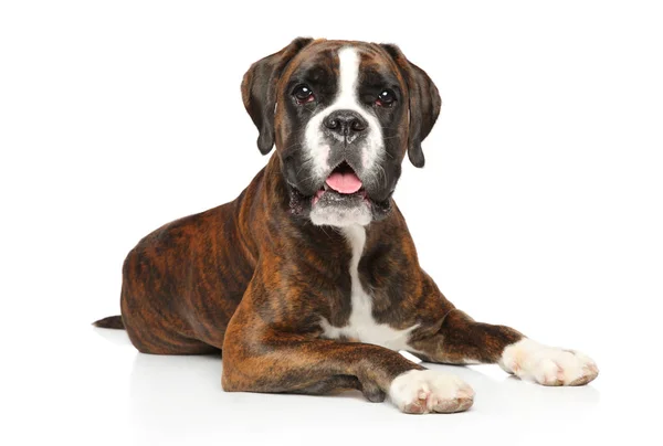 Retrato Cão Boxer Alemão Deitado Sobre Fundo Branco — Fotografia de Stock