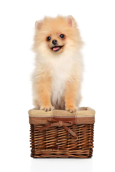 白い背景の枝編み細工品バスケットで幸せなポメラニアン スピッツ子犬の肖像画 赤ちゃん動物をテーマ — ストック写真