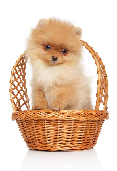 Filhote Cachorro Pomeranian Spitz Engraçado Cesta Vime Fundo Branco Tema — Fotografia de Stock