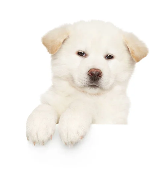 Retrato Filhote Cachorro Akita Inu Branco Jovem Acima Banner Fundo — Fotografia de Stock