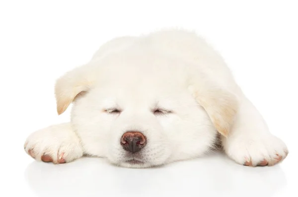 Japanska Akita Inu Valp Sova Framför Vit Bakgrund Baby Djur — Stockfoto