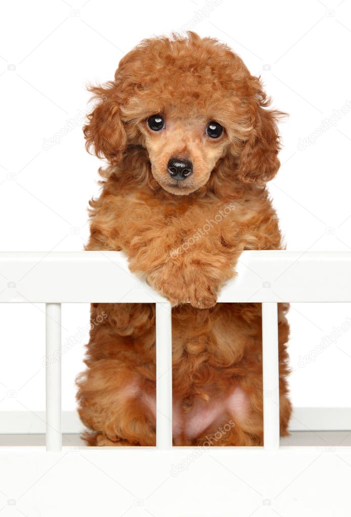Red Toy Poodle puppy posing in baby crib on white background