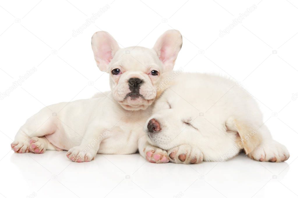 Two white puppies, Japanese Akita inu and French bulldog relax together on a white background. Baby animal theme