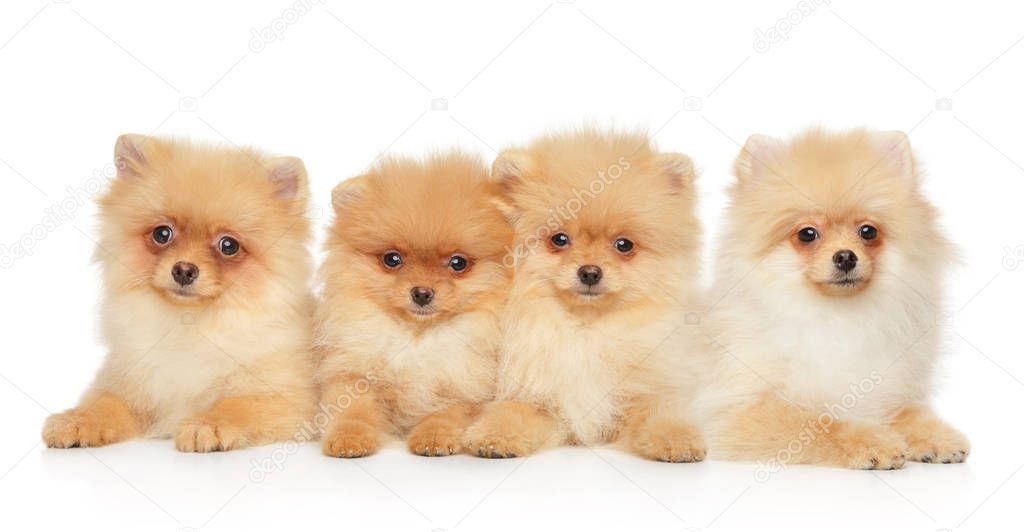 Group of Pomeranian Spitz puppies on white background. Baby animal theme