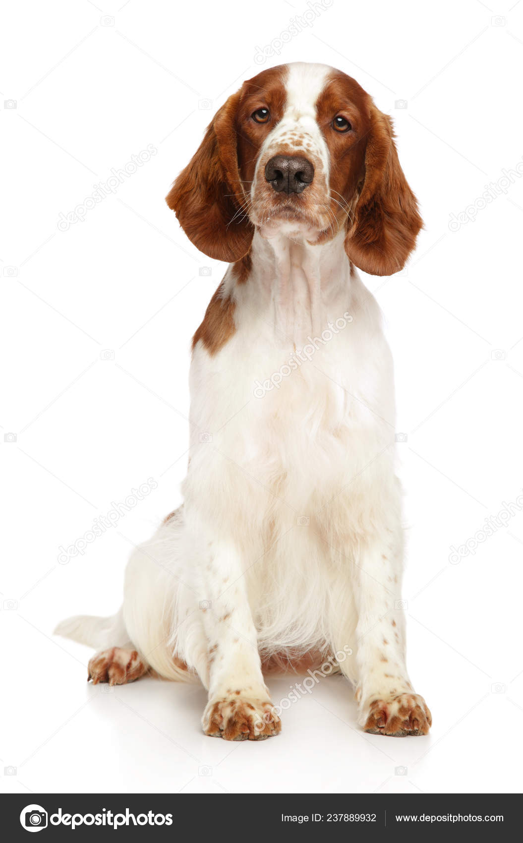 Welsh Springer Spaniel Spaniel Poster Welsh Springer Spaniel Dogs