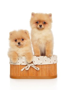 Pomeranian Spitz kukla sepette beyaz bir arka plan üzerinde