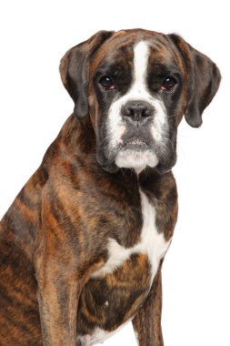 Bir Alman boksör köpek Close-up. Beyaz arka plan üzerinde izole. Animal Temalar