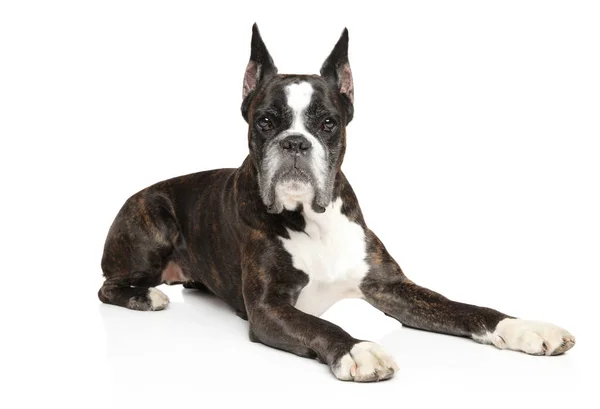 Cão Boxer Alemão Descansando Frente Fundo Branco Temas Animais — Fotografia de Stock