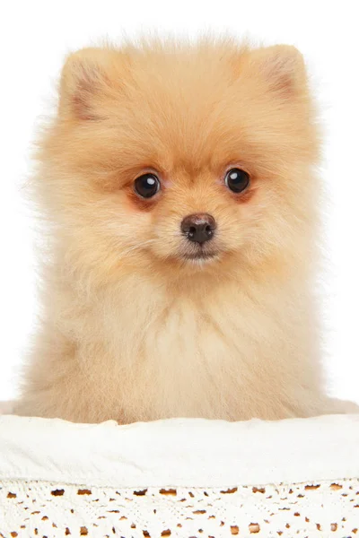 Primer Plano Cachorro Pomeranian Spitz Canasta Tema Bebé Animal — Foto de Stock