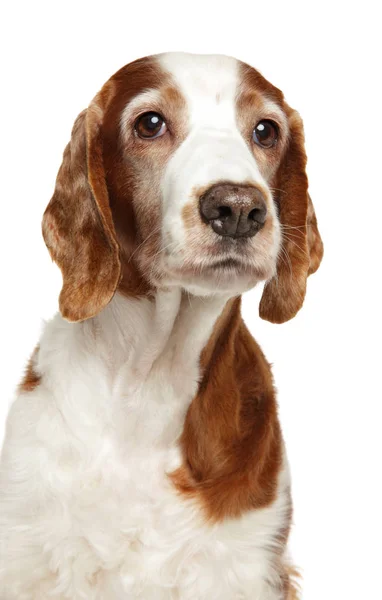Dospělý Pes Welsh Springer Spaniel Detail Izolované Bílém — Stock fotografie